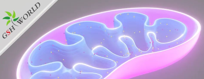 ATP——维持生命的能量基础