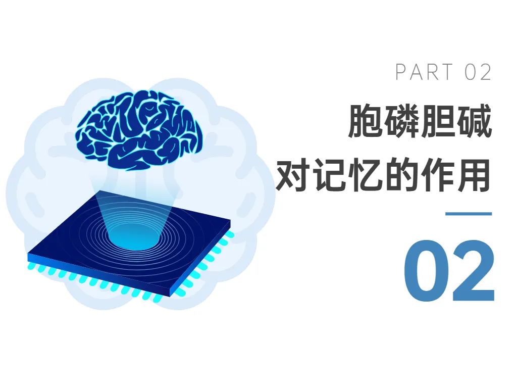 02胞磷胆碱对记忆的作用