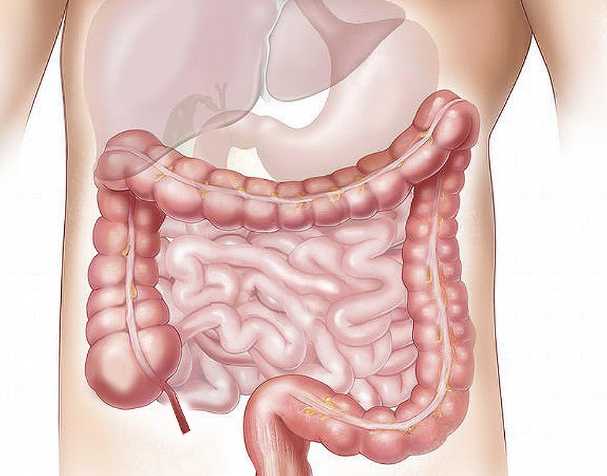 NMN在肠道健康中的作用