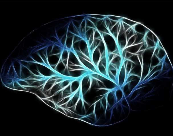 PQQ对大脑功能的影响