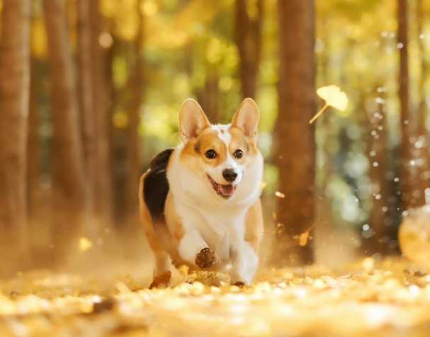 PQQ：改善认知与运动能力