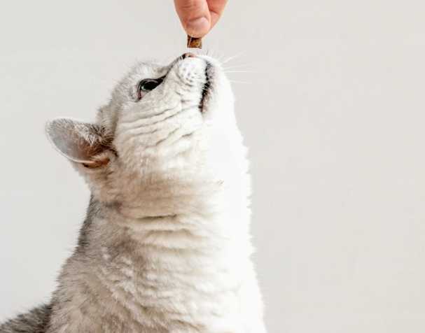 辅酶Q10：促进心血管健康