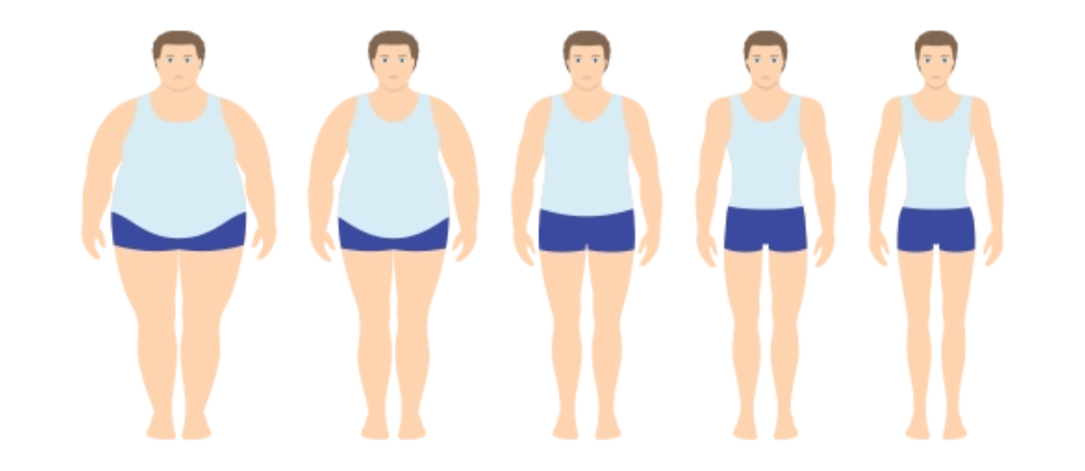 对肥胖“氧化应激-炎症”循环的阻断作用