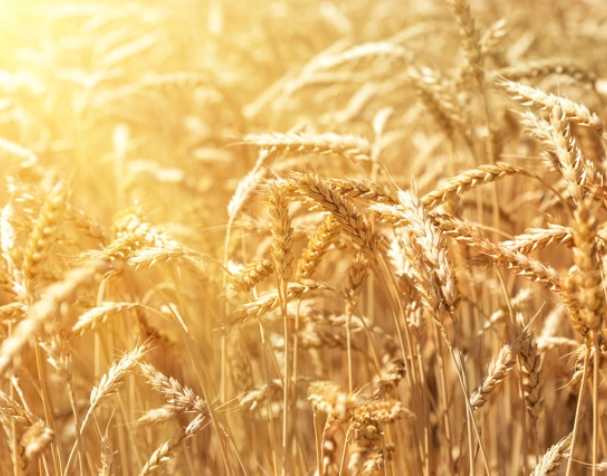 谷胱甘肽在多种非生物胁迫中的作用