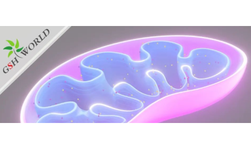 ATP——维持生命的能量基础