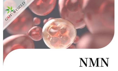 行业关注 - NMN改善 RPE 中碘酸钠引起的细胞衰老和炎症