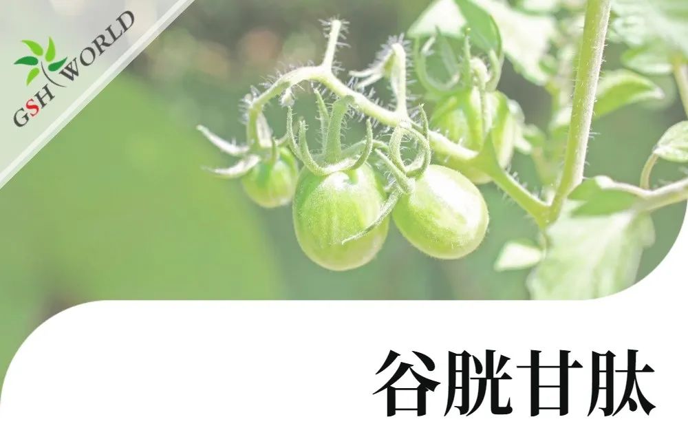 行业关注 - 谷胱甘肽可提高茄属茄品种低温胁迫的耐受性