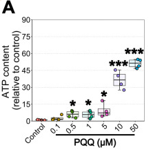 PQQ给药对体外ATP的影响