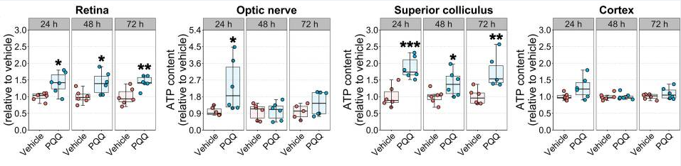 PQQ给药对体内视觉系统组织ATP水平的影响